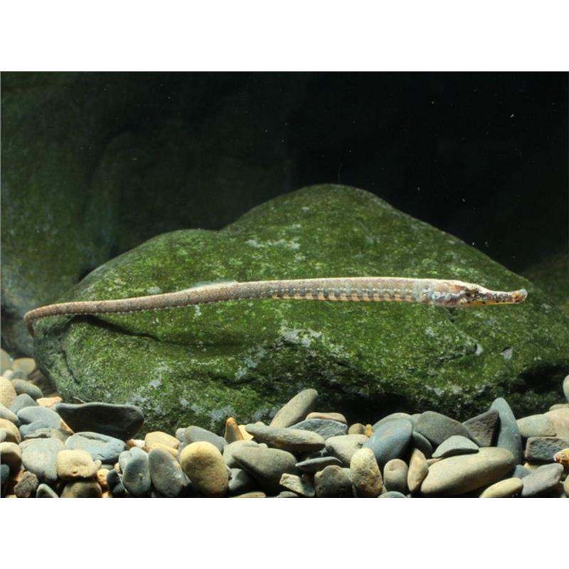 Hippichthys sp. - imagine 3